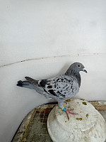 SK - 2026 - 03304 - 785