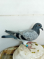 SK - 2026 - 03304 - 788