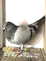 PL-26-0204-348 Mp