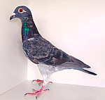 SK-2026-0999-8792 100% WEGEN