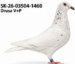Sk-26-03504-1460