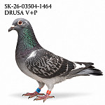 Sk-26-03504-1464