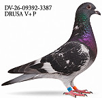 DV-26-09392-3387