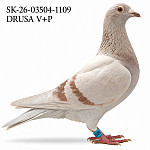 SK-26-03504-1109