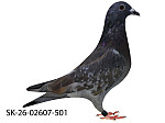 SK-26-02607-501 Rudy