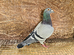 24.SK.0999.9541