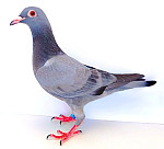 SK-2026-0999-8858  100 % SG STEFFL