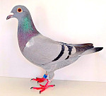 SK-2026-0604-882 100 % LEIDEMAN´S GEBr.