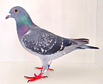 SK-2026-0999-8767  100 % WALTERvdMEULEN