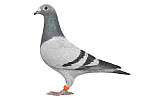 SK-2023-02601-1277