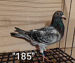 SK-26-01108-185 TK