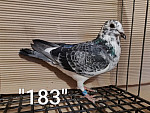 SK-26-01108-183  ŠIMEL