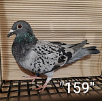 SK-26-01108-159 MK