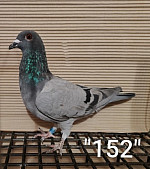 SK-26-01108-152 MP