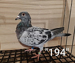 SK-26-01108-194 MK