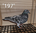 SK-26-01108-197 TK