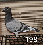 SK-26-01108-198 MPš