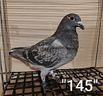SK-26-01108-145 MK