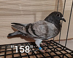 SK-26-01108-158 MP