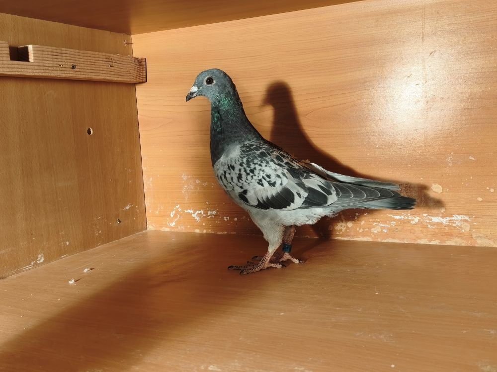 Hlavná fotografia holuba