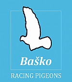 Baško racing pigeons