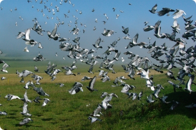 Preteky poštových holubov sú veľmi populárne po celom svete