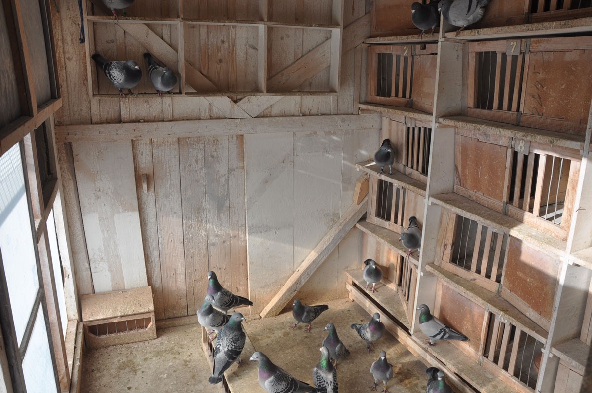 Oddelenie ore dlhotraťové holuby