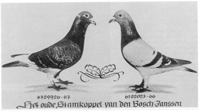 Základný chovný pár - De Oude van den Bosch x Janssenka