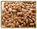 Zrno pšenice