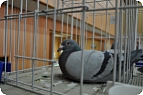 Aj pred koncom výstavy pôsobili holuby kľudne a vyrovnane